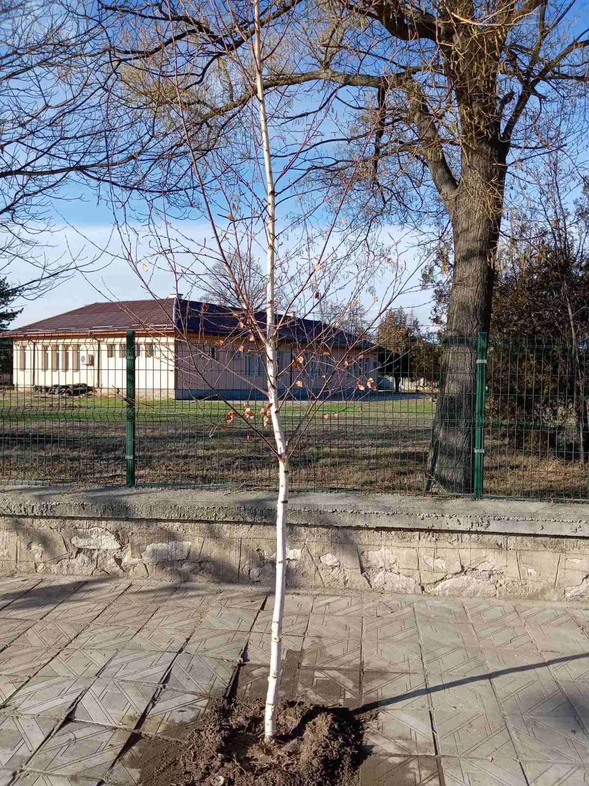 Stroevo